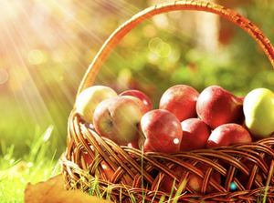 No. 434 HARVESTED APPLES